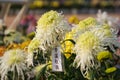 a variety of Chrysanthemum Exhibition